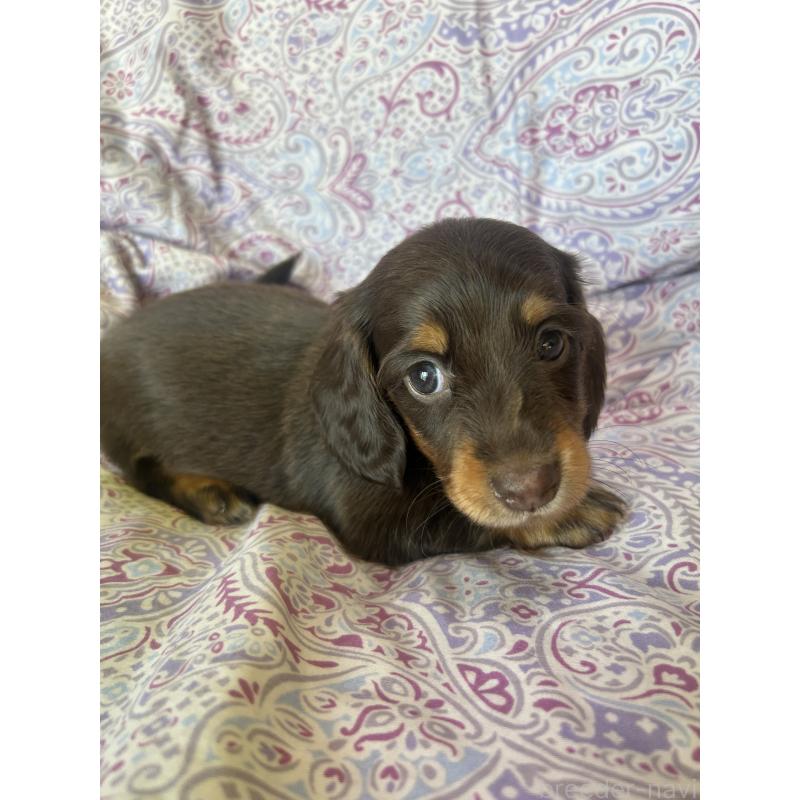 販売中の愛知県のミニチュアダックスフンド(ロングヘアード)-437986の9枚目