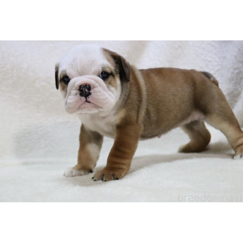 販売中の滋賀県のブルドッグ-440109の7枚目