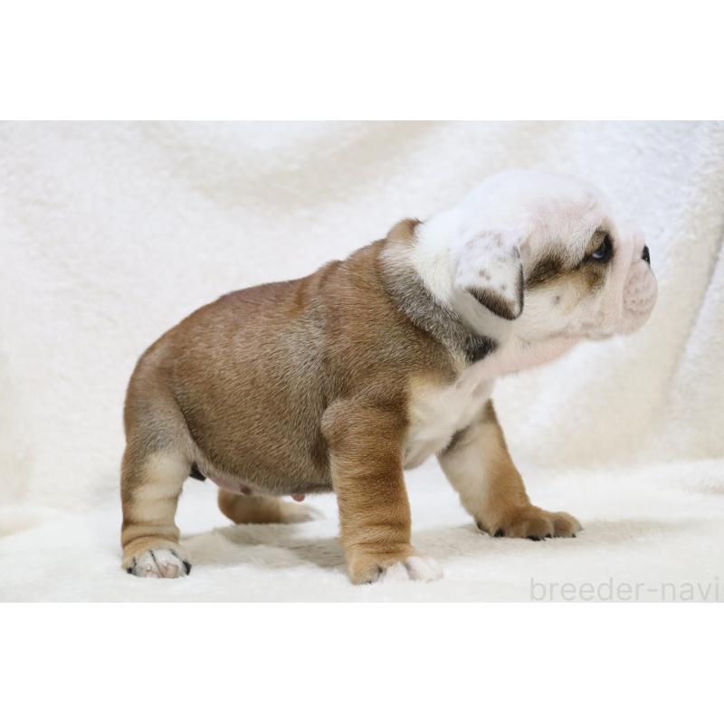 販売中の滋賀県のブルドッグ-440109の5枚目