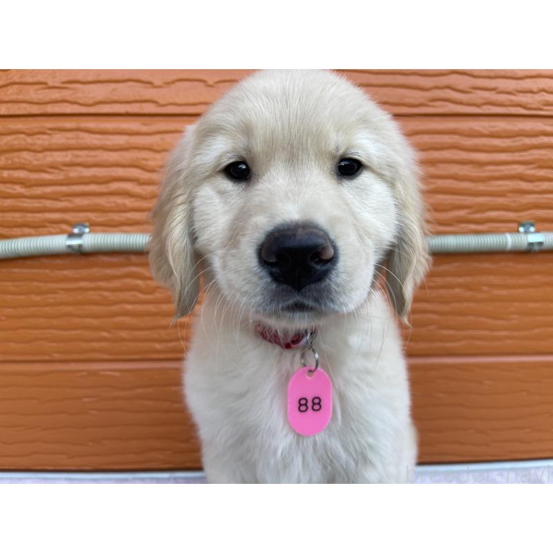 商談中の茨城県のゴールデンレトリーバー-433693の7枚目