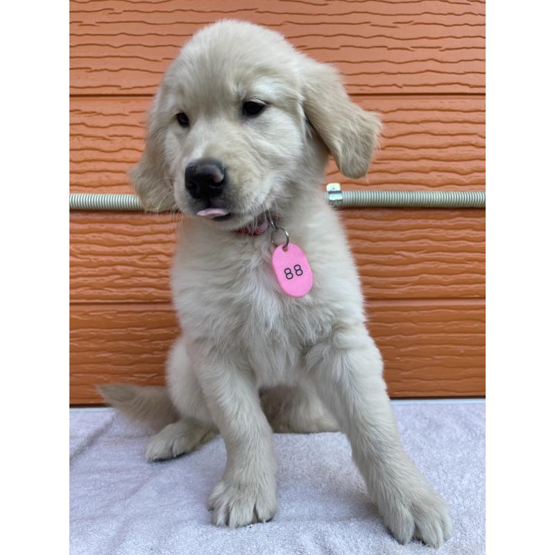 商談中の茨城県のゴールデンレトリーバー-433693の5枚目