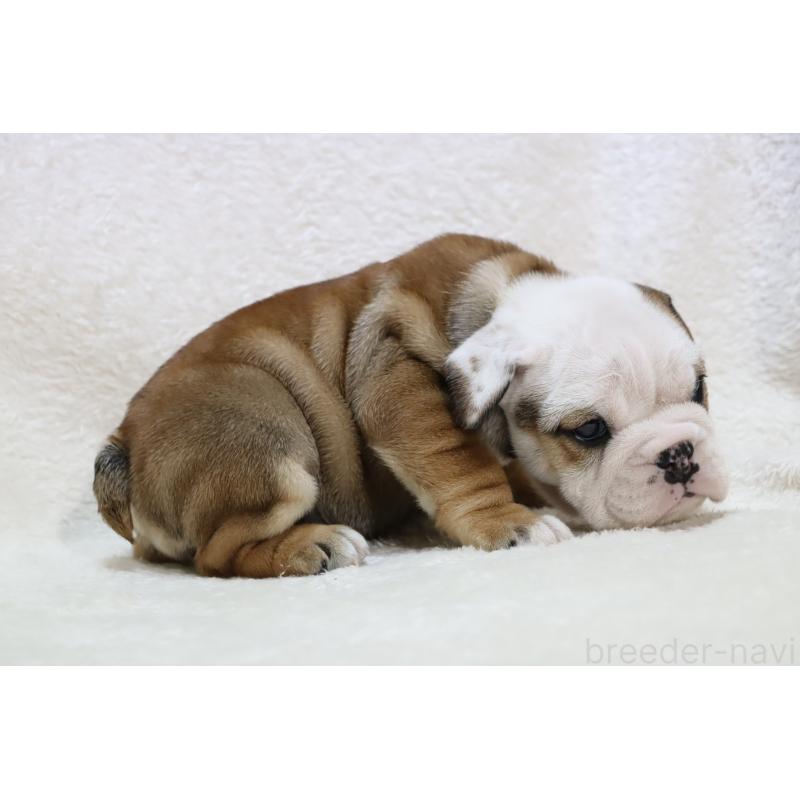 販売中の滋賀県のブルドッグ-440109の4枚目