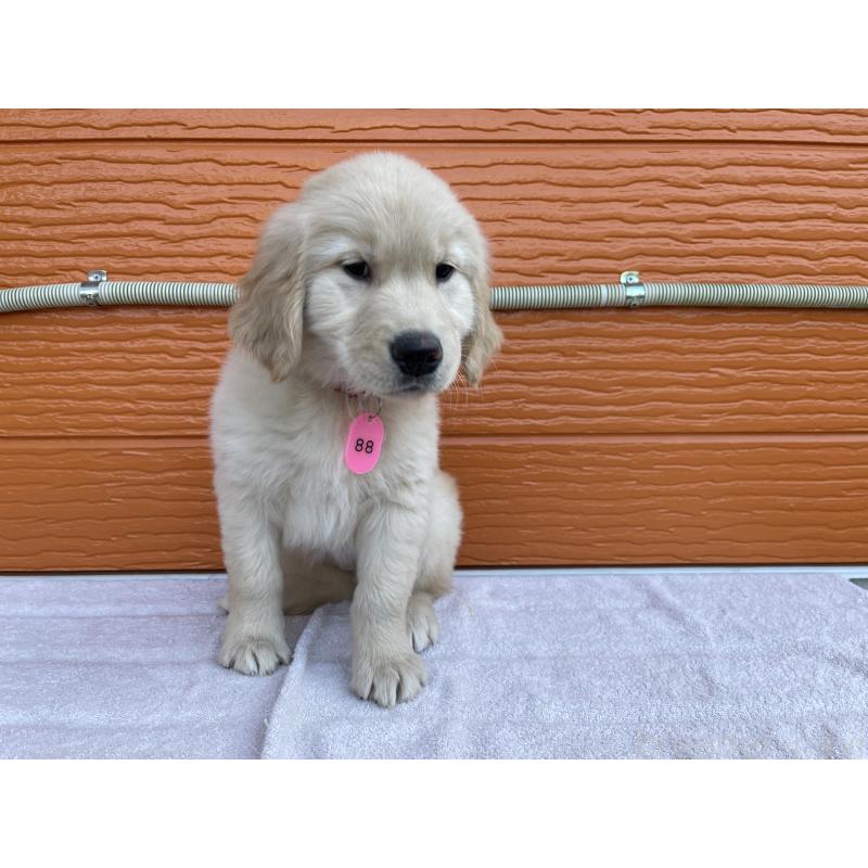 商談中の茨城県のゴールデンレトリーバー-433693の3枚目