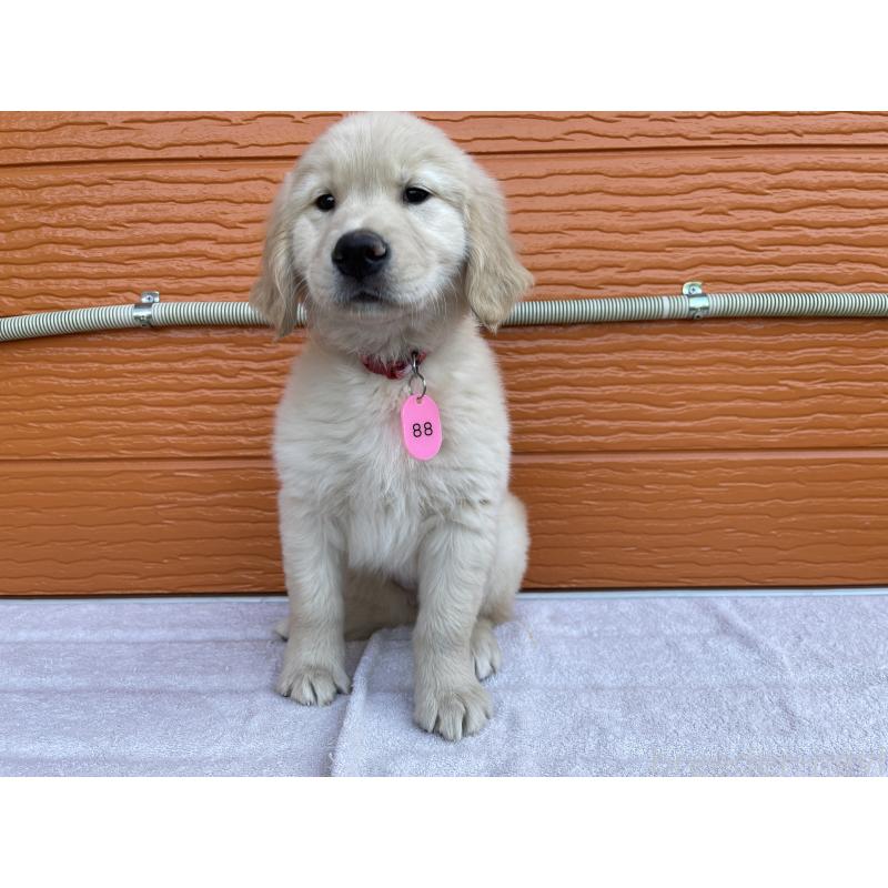 商談中の茨城県のゴールデンレトリーバー-433693の2枚目