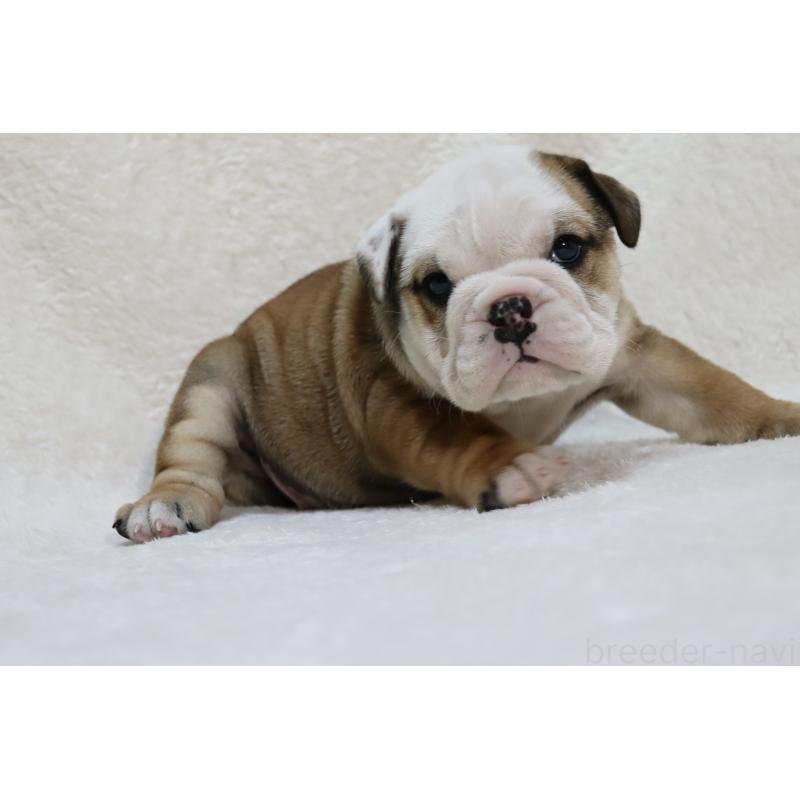 販売中の滋賀県のブルドッグ-440109の3枚目