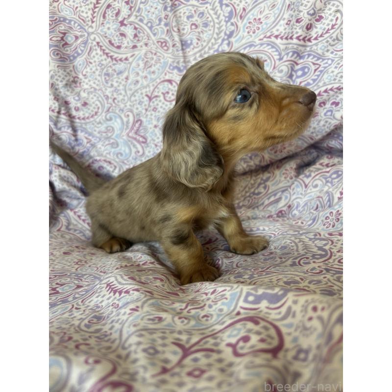 販売中の愛知県のミニチュアダックスフンド(ロングヘアード)-437993の11枚目