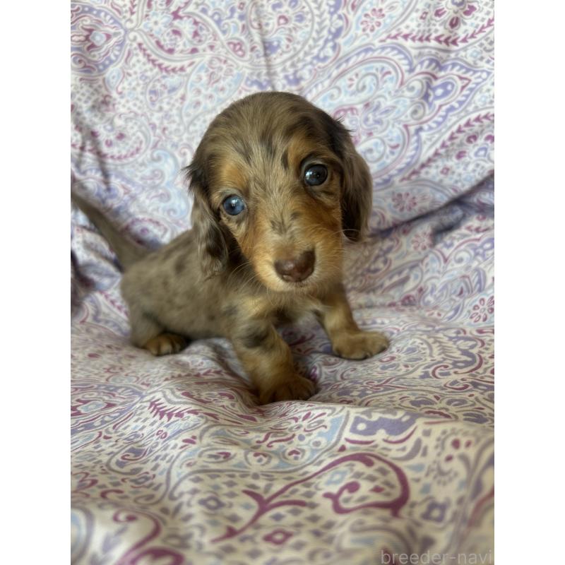 販売中の愛知県のミニチュアダックスフンド(ロングヘアード)-437993