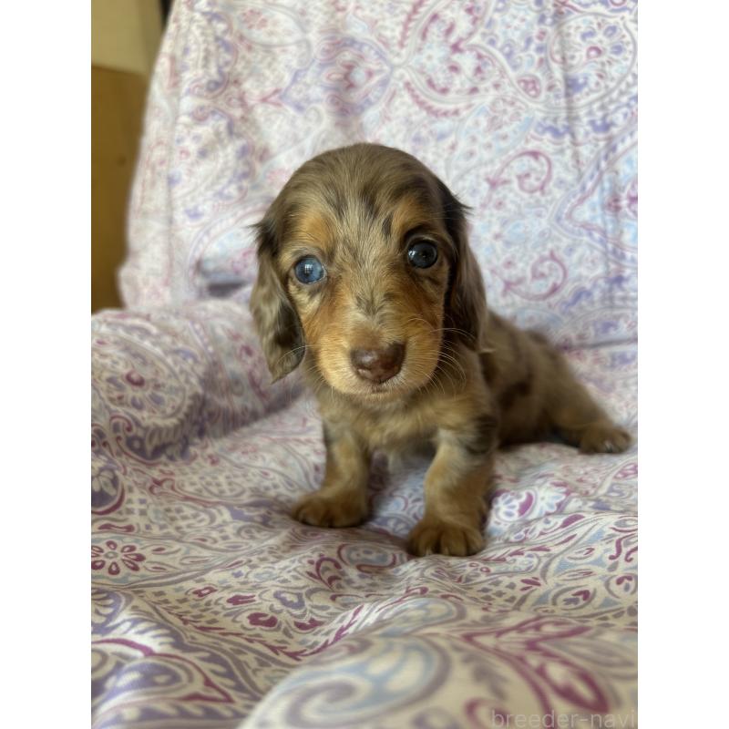 販売中の愛知県のミニチュアダックスフンド(ロングヘアード)-437993の9枚目