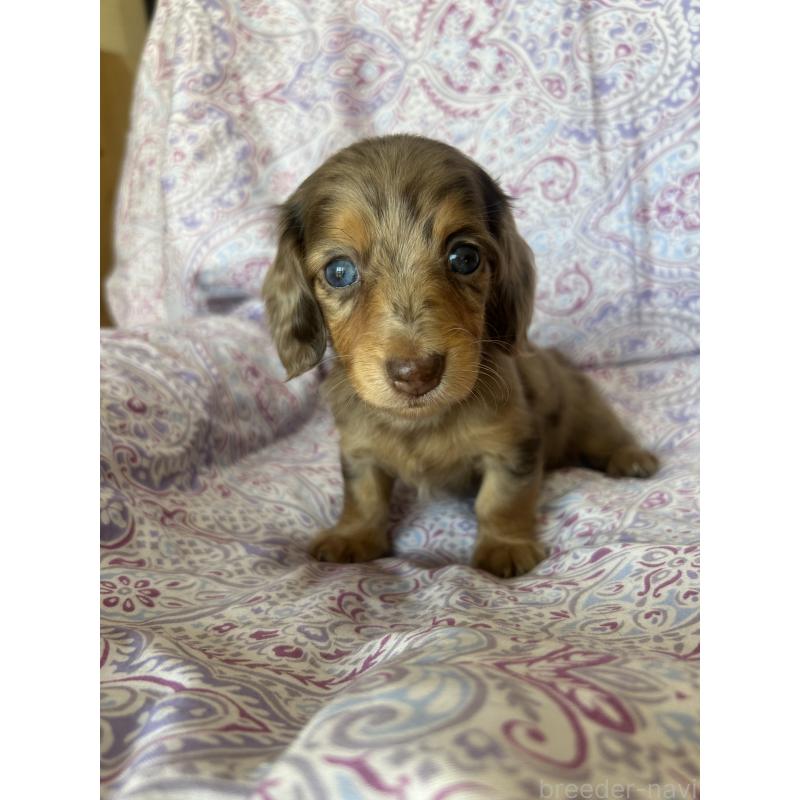 販売中の愛知県のミニチュアダックスフンド(ロングヘアード)-437993の8枚目