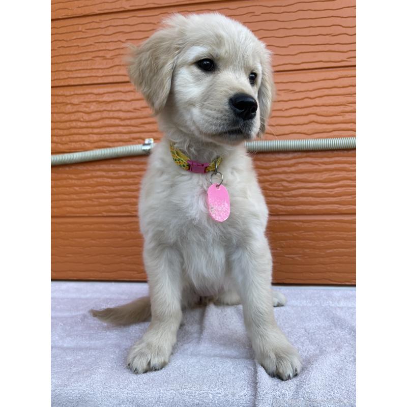 成約済の茨城県のゴールデンレトリーバー-433562の8枚目