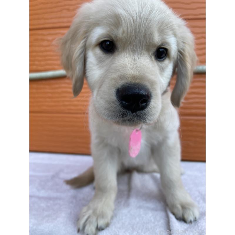 成約済の茨城県のゴールデンレトリーバー-433562の7枚目