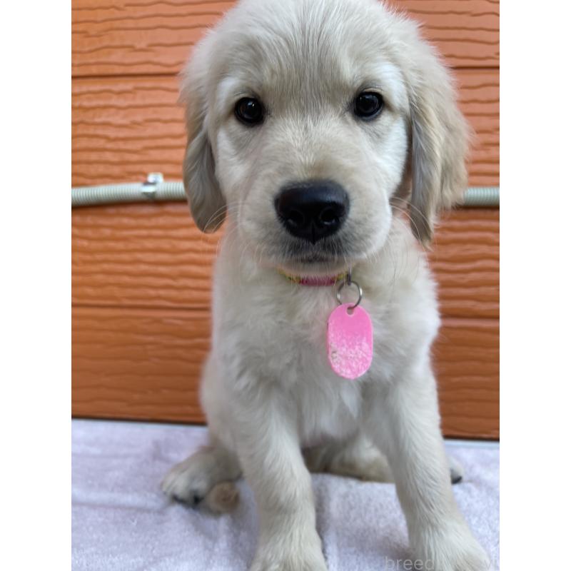 成約済の茨城県のゴールデンレトリーバー-433562の5枚目