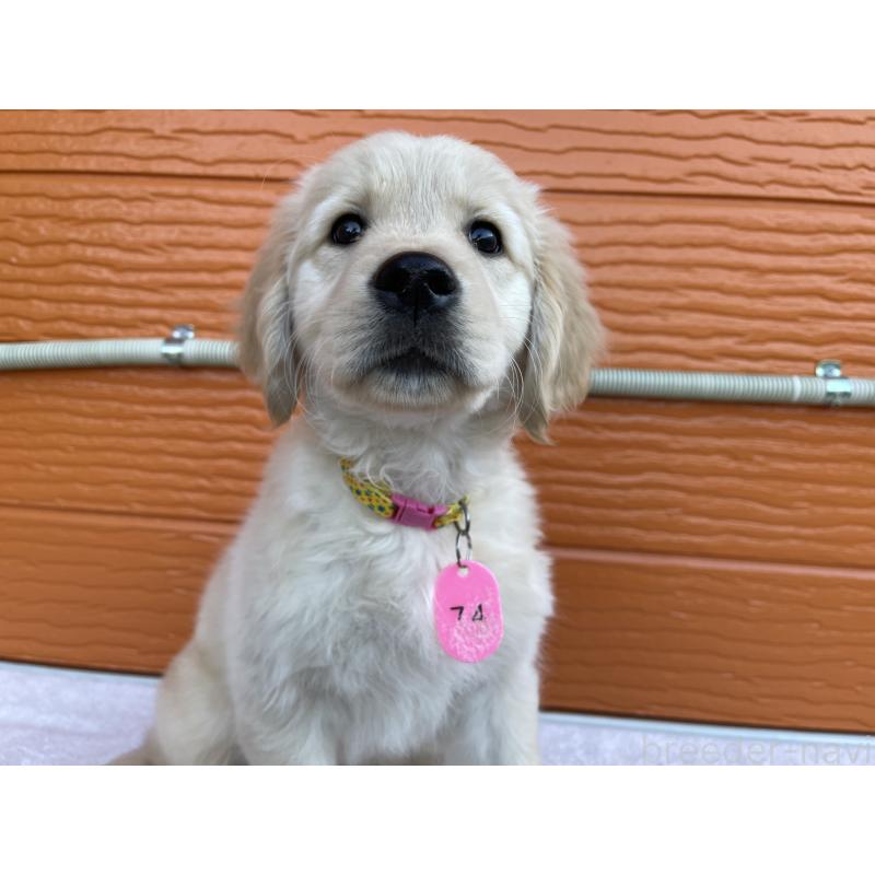 成約済の茨城県のゴールデンレトリーバー-433562の4枚目