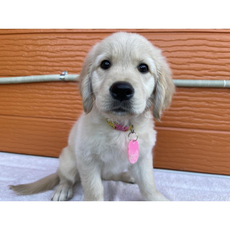 成約済の茨城県のゴールデンレトリーバー-433562の3枚目