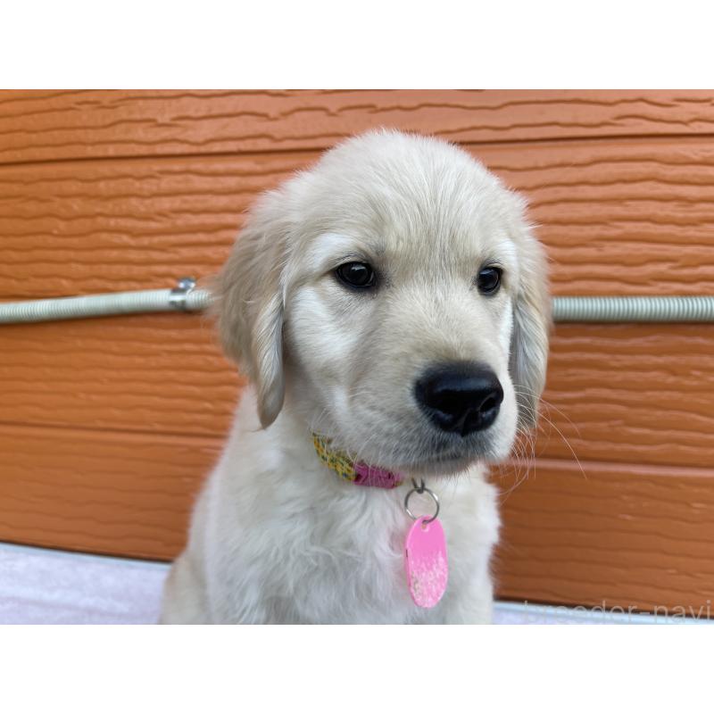 成約済の茨城県のゴールデンレトリーバー-433562の2枚目