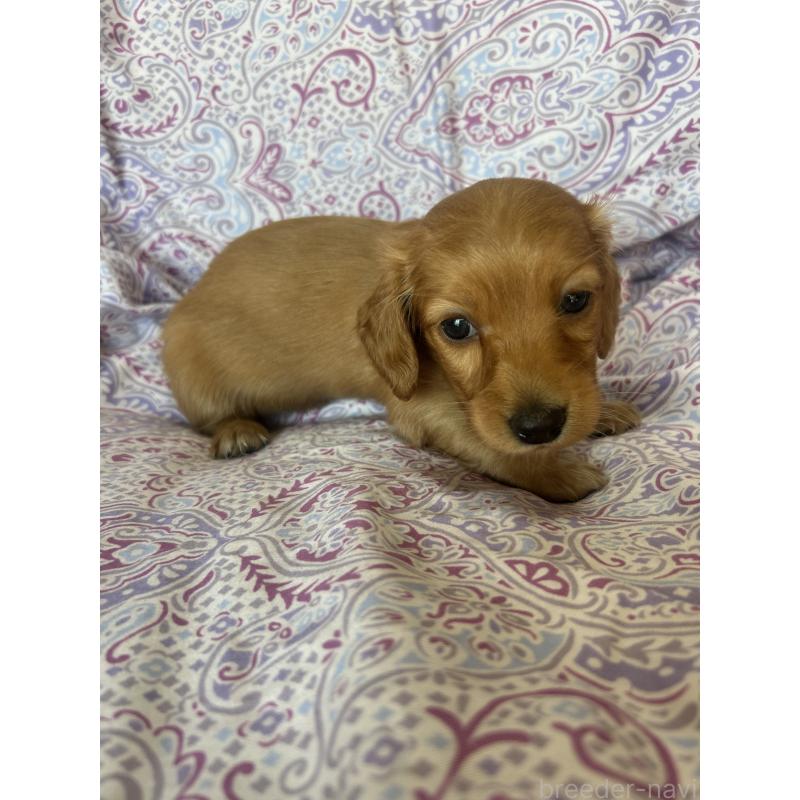 販売中の愛知県のミニチュアダックスフンド(ロングヘアード)-437982の11枚目