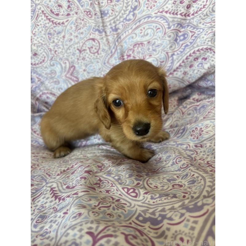 販売中の愛知県のミニチュアダックスフンド(ロングヘアード)-437982の10枚目