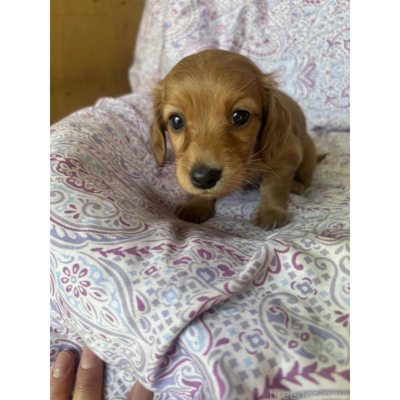 販売中の愛知県のミニチュアダックスフンド(ロングヘアード)-437982の8枚目