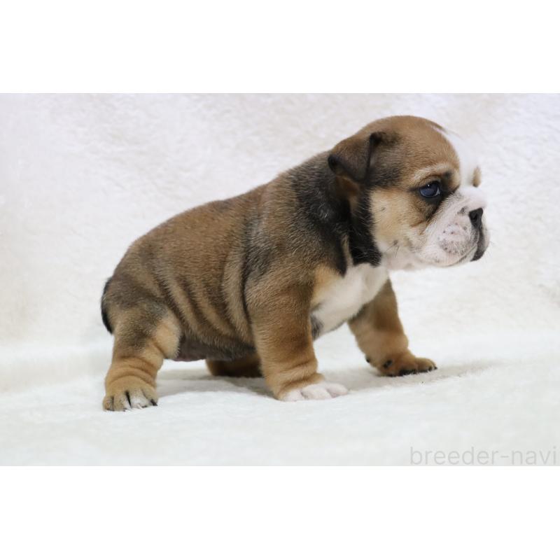 販売中の滋賀県のブルドッグ-440110の6枚目