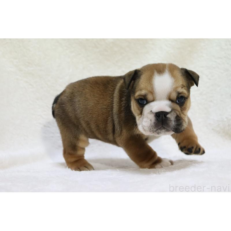 販売中の滋賀県のブルドッグ-440110の3枚目