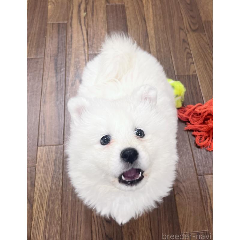 販売中の東京都のサモエド-440111の10枚目