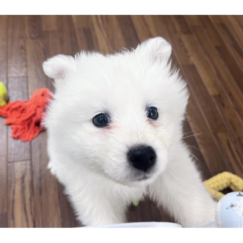 販売中の東京都のサモエド-440111の9枚目