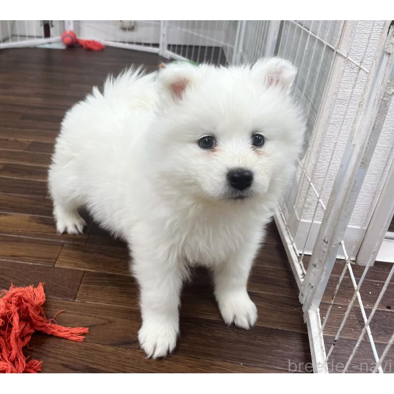 販売中の東京都のサモエド-440111の1枚目