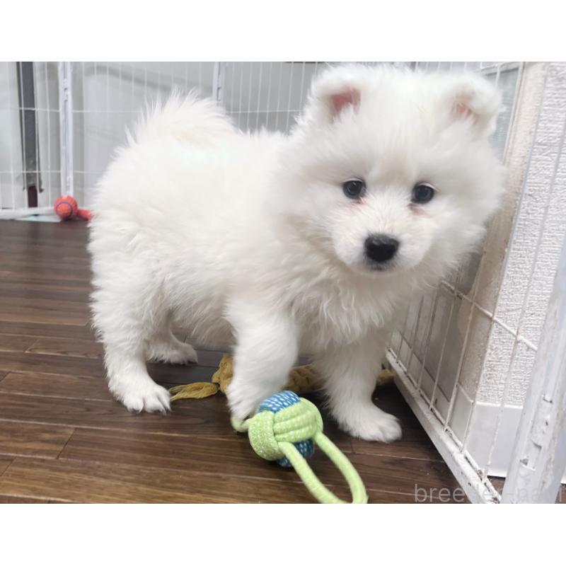 販売中の東京都のサモエド-440111の7枚目