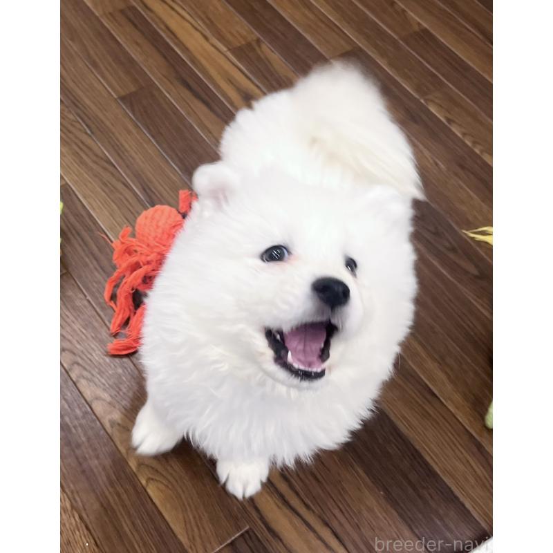 販売中の東京都のサモエド-440111の6枚目