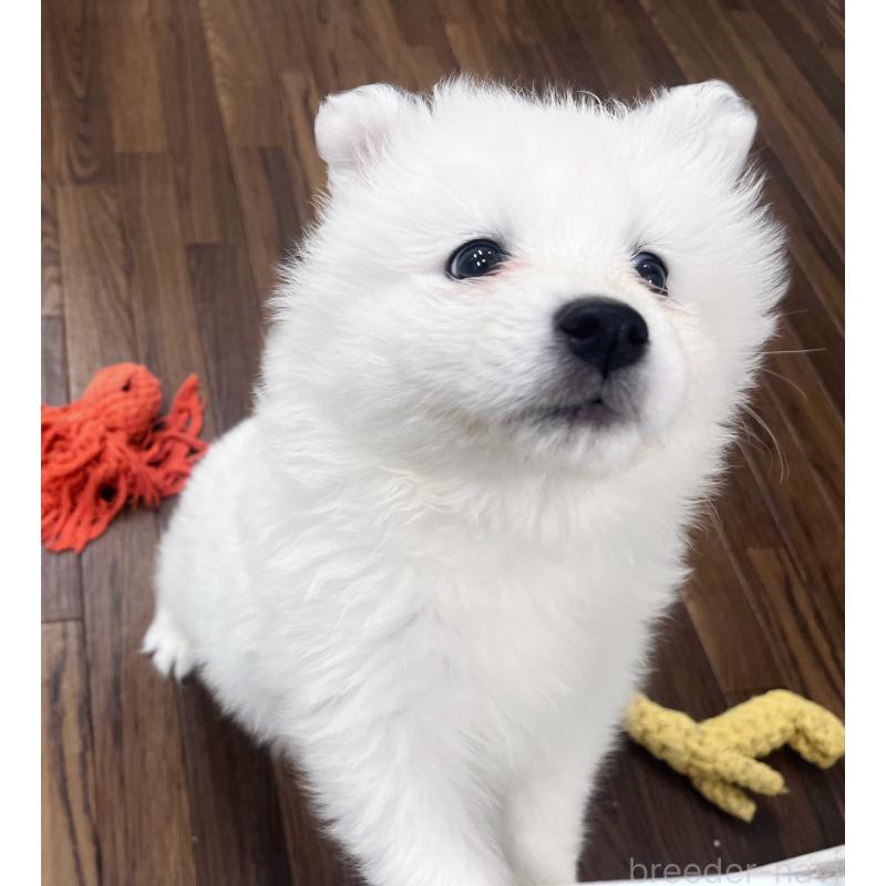 販売中の東京都のサモエド-440111の5枚目