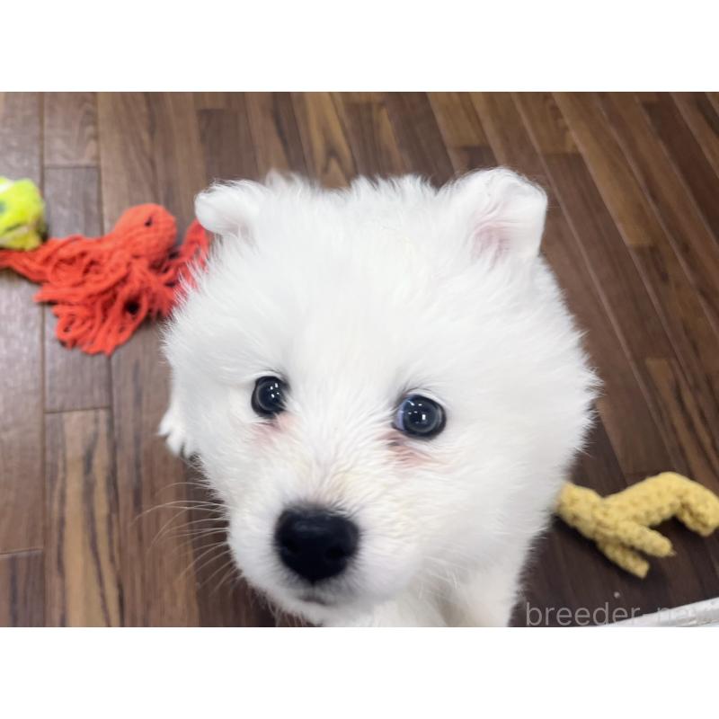 販売中の東京都のサモエド-440111の4枚目