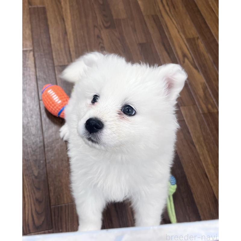 販売中の東京都のサモエド-440111の3枚目