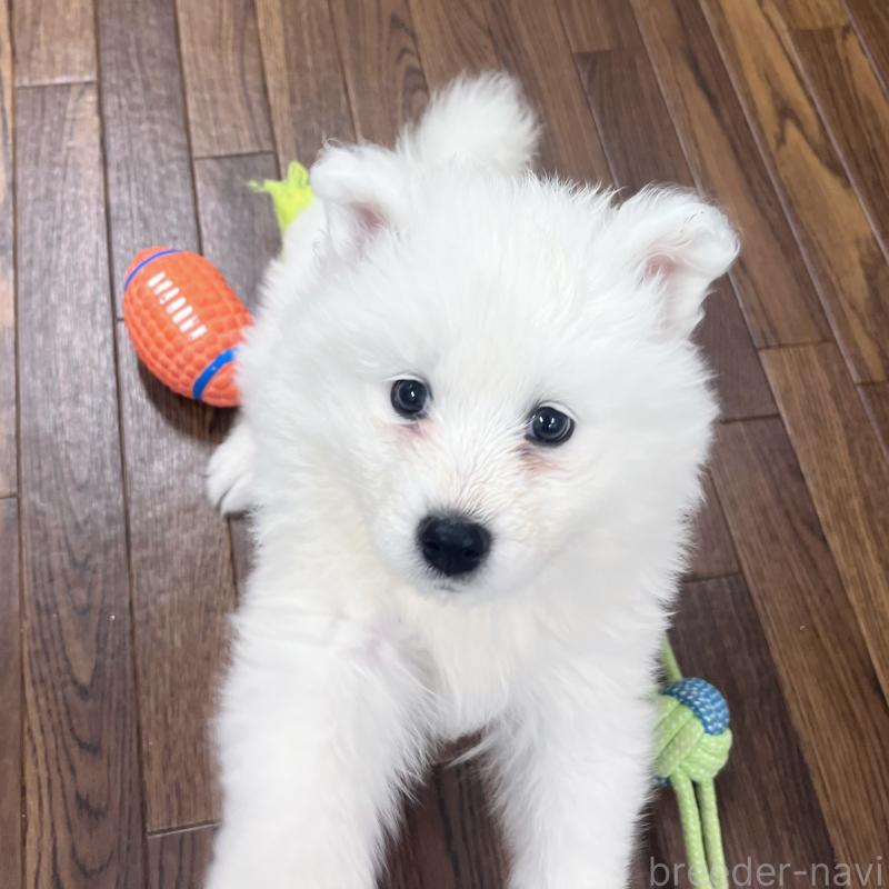 販売中の東京都のサモエド-440111の2枚目