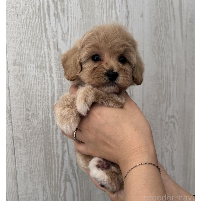 販売中の三重県のビションプー:ビションフリーゼ×トイプードル-440112