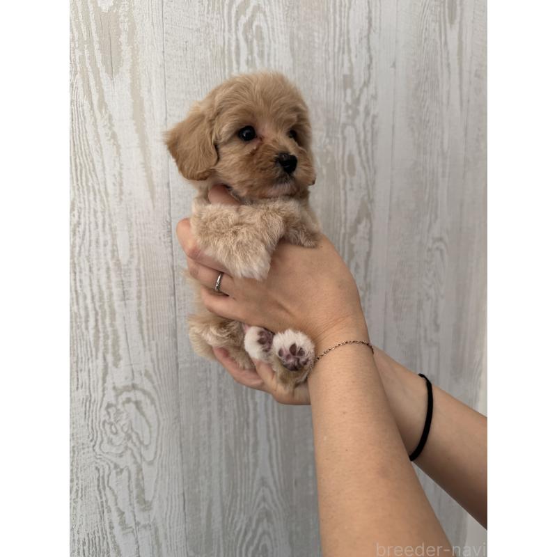 販売中の三重県のビションプー:ビションフリーゼ×トイプードル-440112の5枚目