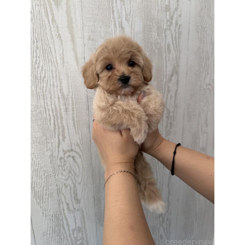 販売中の三重県のビションプー:ビションフリーゼ×トイプードル-440112の4枚目