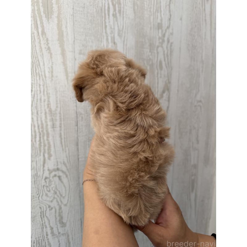 販売中の三重県のビションプー:ビションフリーゼ×トイプードル-440112の3枚目