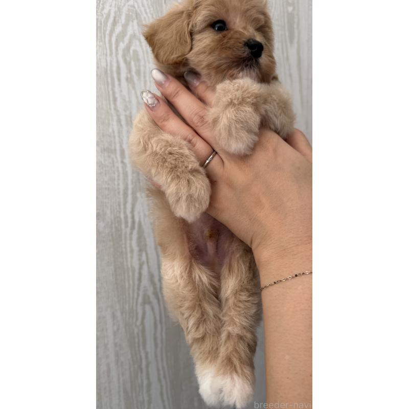 販売中の三重県のビションプー:ビションフリーゼ×トイプードル-440112の2枚目