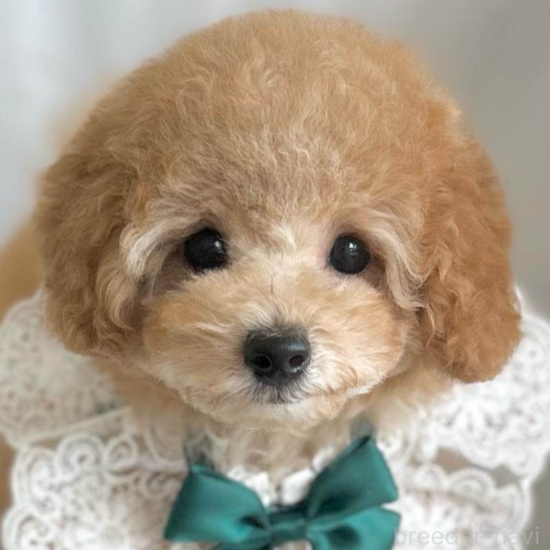 販売中の愛知県のタイニープードル-437130