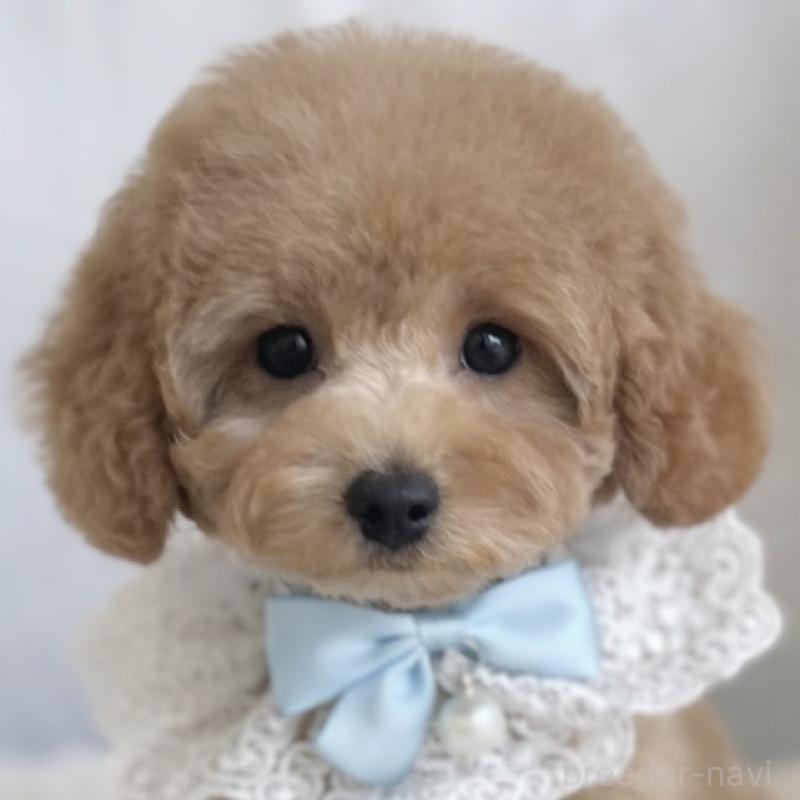 販売中の愛知県のトイプードル-432609の1枚目