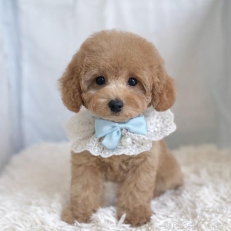 販売中の愛知県のトイプードル-432609の2枚目