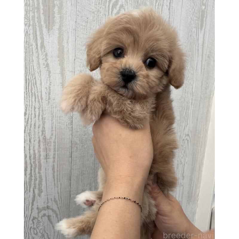 販売中の三重県のビションプー:ビションフリーゼ×トイプードル-440113