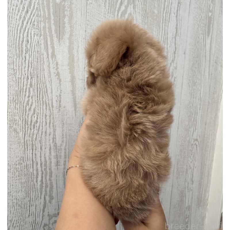 販売中の三重県のビションプー:ビションフリーゼ×トイプードル-440113の4枚目