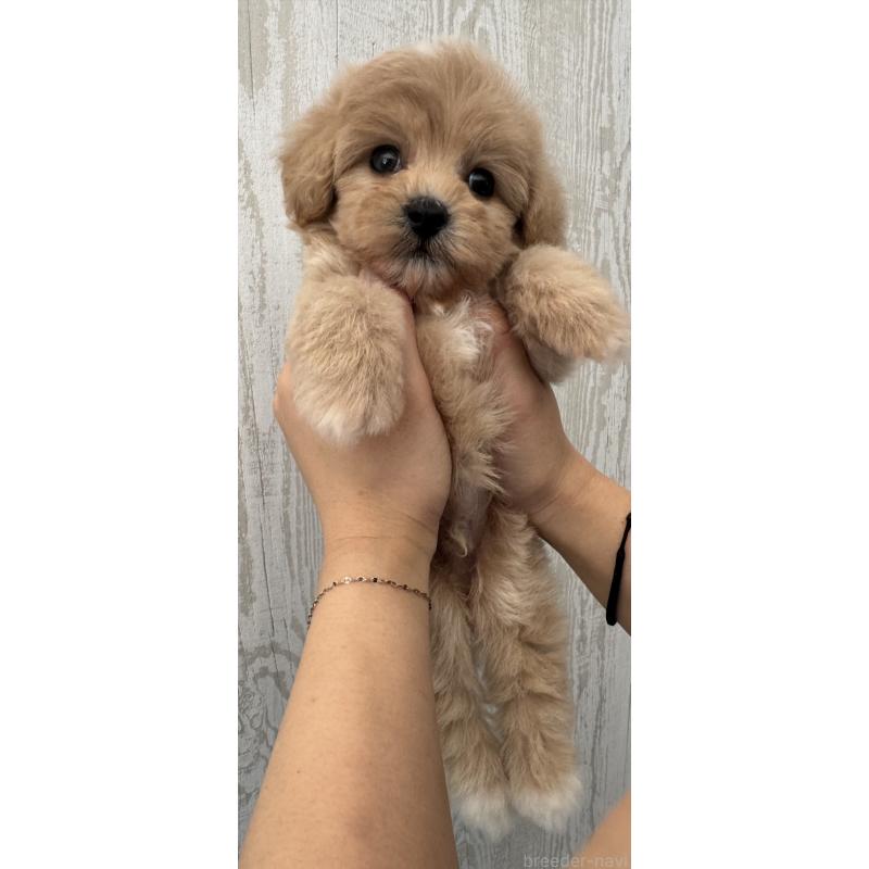 販売中の三重県のビションプー:ビションフリーゼ×トイプードル-440113の2枚目