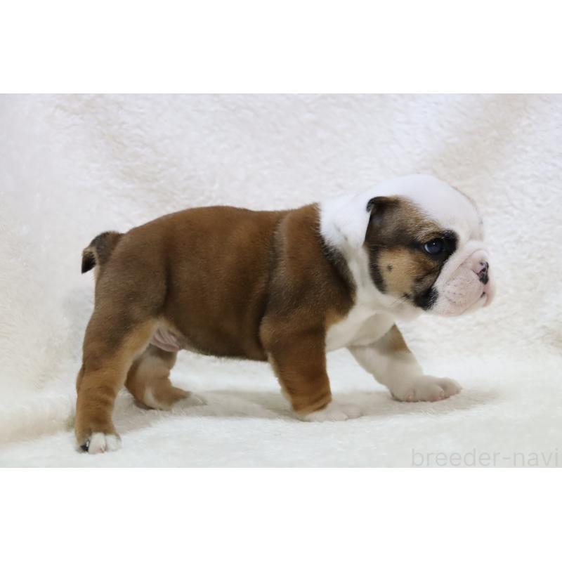 販売中の滋賀県のブルドッグ-440114の4枚目