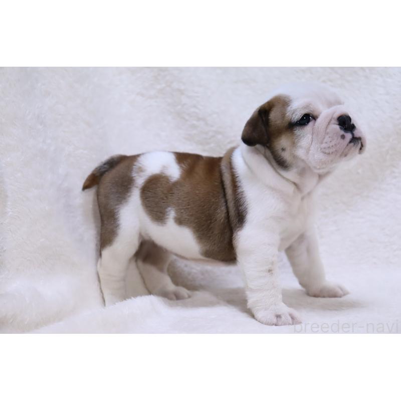 販売中の滋賀県のブルドッグ-440115の6枚目