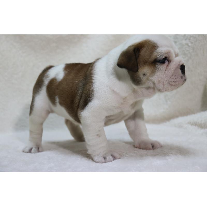 販売中の滋賀県のブルドッグ-440115の5枚目