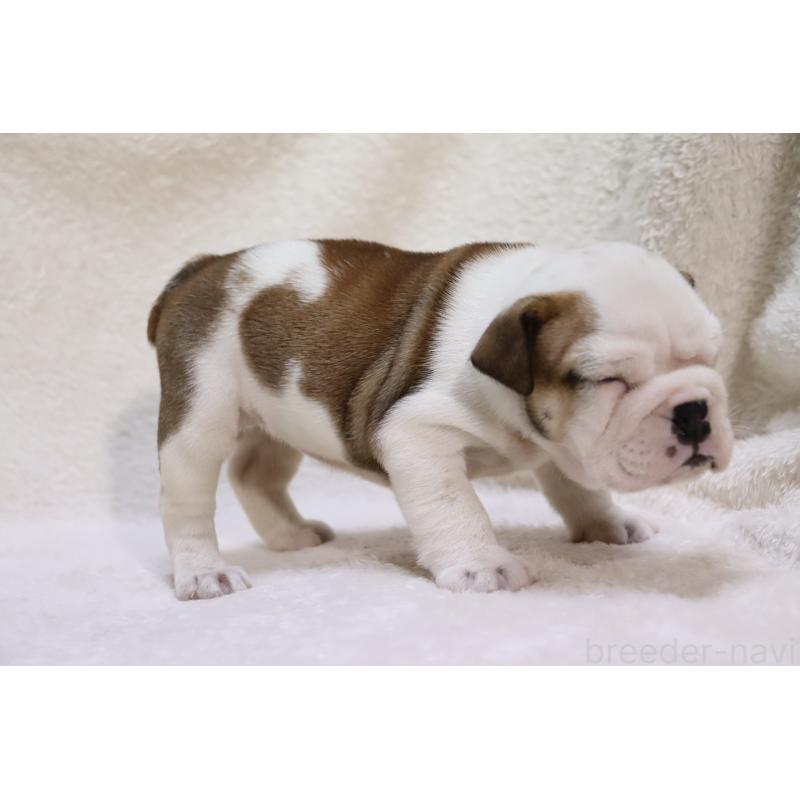 販売中の滋賀県のブルドッグ-440115の4枚目