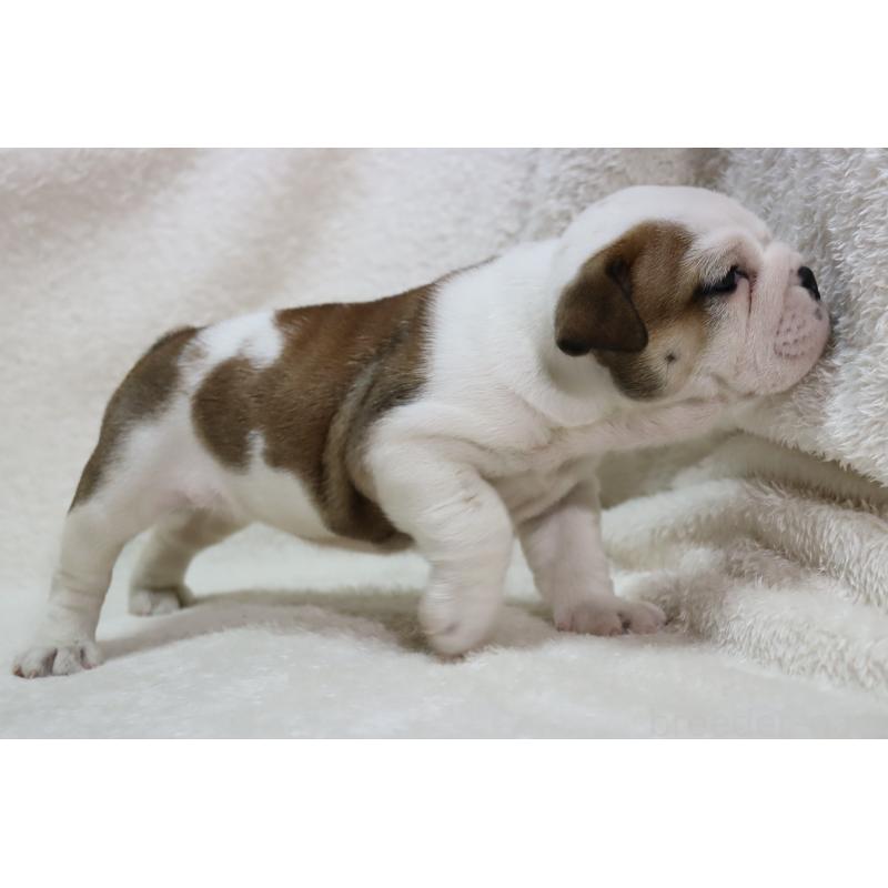 販売中の滋賀県のブルドッグ-440115の3枚目