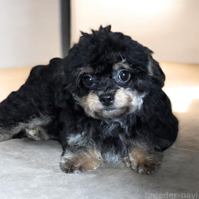 販売中の福井県のチワプー:チワワ×トイプードル-427517